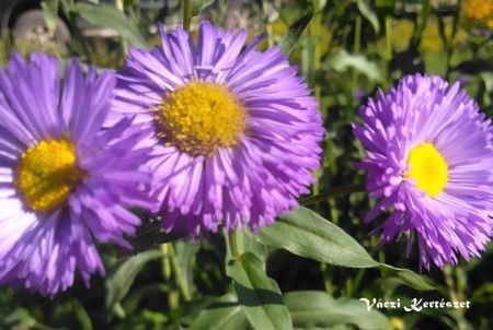 Kllrojt, lils-kk virg. ERIGERON speciosus ’Azurfee