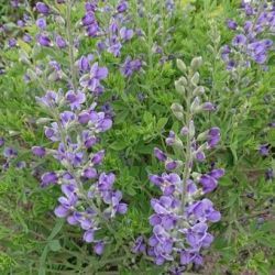  Borsfrt lils-kk. BAPTISIA australis var. minor