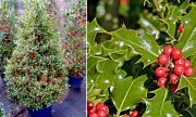  Magyal, zld level.Ilex aquifolium 