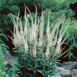  Virginiai veronika. VERONICASTRUM virginicum f. albiflorum