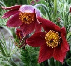  Kkrcsin, piros virg. PULSATILLA vulgaris 'Red Bell'