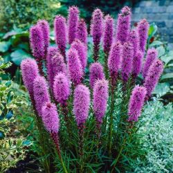 Dszcsorba, rzsaszn. LIATRIS spicata 'Floristan Violet'