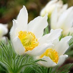  Kkrcsin fehr virg. PULSATILLA vulgaris 'Alba'