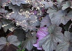  Tzes, bord level. Heuchera   'Palace purple'