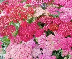  Cickafark, skarltvrs s rzsaszn vegyesen.  ACHILLEA millefolium.
