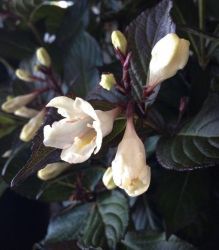  Fehr virg rzsalonc, stt levllel. Weigela 'Ebony and Ivory'.