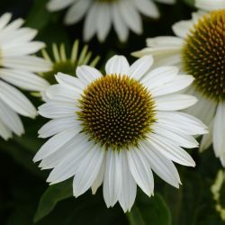  Fehr virg kasvirg. Echinacea purp. 'White Swan'.