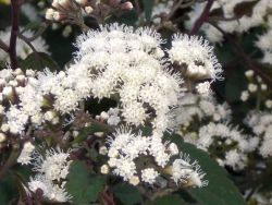  Sdkender. Eupatorium rugosum Chocolate