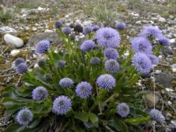  Gubvirg. Globularia nudicaulis.