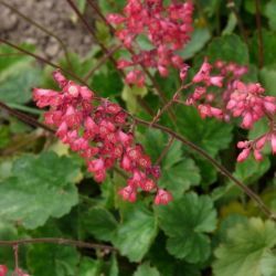  Tzes. HEUCHERA sanguinea 'Coral Petite'
