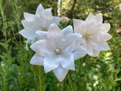  Lggmb virg, dupla fehr virggal. PLATYCODON grandiflorus 'Hakone White'