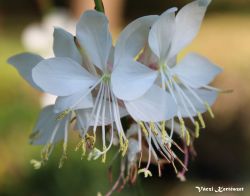  Gyertyavirg, gaura, fehr virg, GAURA lindheimeri the Bride'.