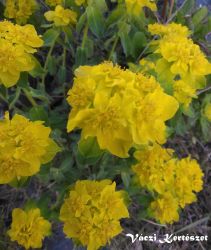  Sznevlt kutyatej. EUPHORBIA polychroma.