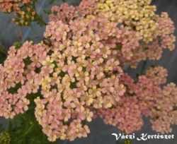  Lazacrzsaszn cickafark. Achillea millefolium 'Lachsschnheit'.