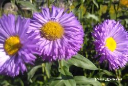  Kllrojt, lils-kk virg. ERIGERON speciosus 'Azurfee