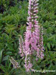  Veronika rzsaszn virg. VERONICA longifolia 'Pink Shades'