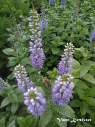  Veronika kk virg. VERONICA Subsessilis-Hybr. 'Blue Pyramid'