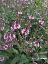  Rzsaszn verbna. VERBENA hastata 