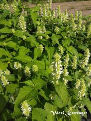  Izspf. AGASTACHE rugosa f. albiflora