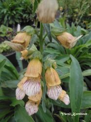  Gyszvirg srga, barna pttykkel. DIGITALIS laevigata
