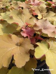  Tzes. Heuchera villosa 'Caramel