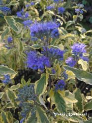  Srga-tarka level kkszakll. Caryopteris x clandonensis 'Summer Sorbet'