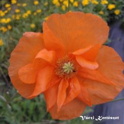  Pipacs narancs, dupla virg. Papaver rupifragum 'Flore Pleno