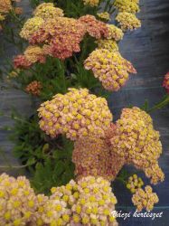  Cickafark. Achillea millefolium 'Desert Eve Terracotta