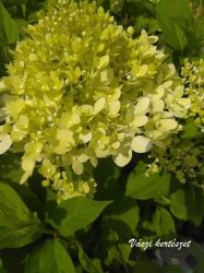  Lime szin bugs hortenzia. HYDRANGEA PANICULATA 