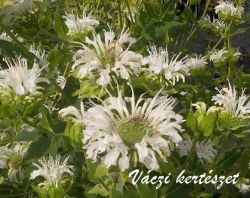  Mhbalzsam fehr virg. Monarda 'Schneewittchen.