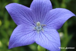  Lggmb virg, kk. Platycodon grandiflorus.