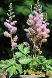  Tollbuga lila virggal. ASTILBE chinensis var. pumila