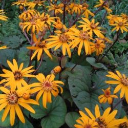  Hamuvirg , bords-zld level. Ligularia dantana 