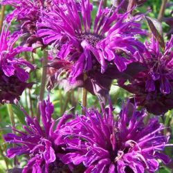  Mhbalzsam. MONARDA FISTULOSA HYBRIDE 'SCORPION