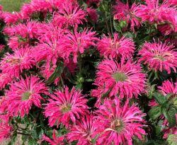  Mhbalzsam. MONARDA DIDYMA ELECTRIC NEON PINK