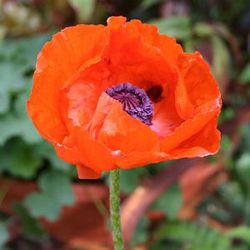  Dszpipacs. PAPAVER Orientale-Hybr. 'Prince of Orange'