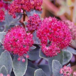  Varjhj. SEDUM telephium 'Emperor's Waves'