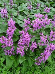  Nagyvirg tisztesf.STACHYS macrantha