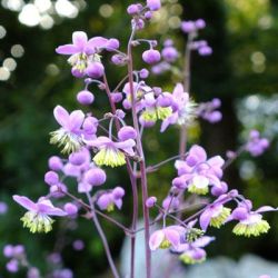  Szrnyasterms borkr, rzsaszn. Thalictrum delavayi.