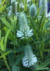  Fehrvirg lhere. TRIFOLIUM rubens f. album 'Frosty Feathers'