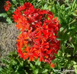  g szerelem. LYCHNIS chalcedonica