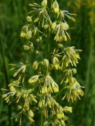  Borkr. THALICTRUM mnusz 'Adiantifolium