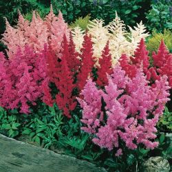 Astilbe, tollbuga, sznkeverk.