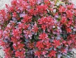  Borbolya, trpe, bord level. Berberis thunbergii 'Bagatelle'