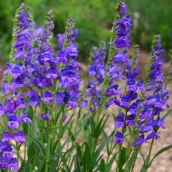  Bugatlcsr. PENSTEMON strictus Bandera.