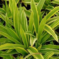  Ss. Carex Island Brocade