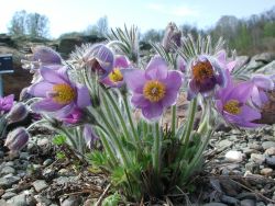  Kkrcsin. PULSATILLA halleri ssp. taurica