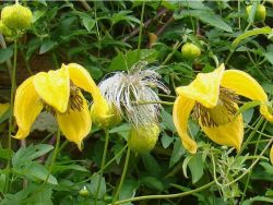  Klematisz, iszalag.Clematis orientalis.