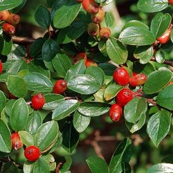  Terl madrbirs. Cotoneaster dammeri 'Schoon'