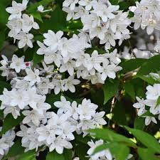  Fehr virg, trpe gyngyvirgcserje.Deutzia gracilis 'Nikko'